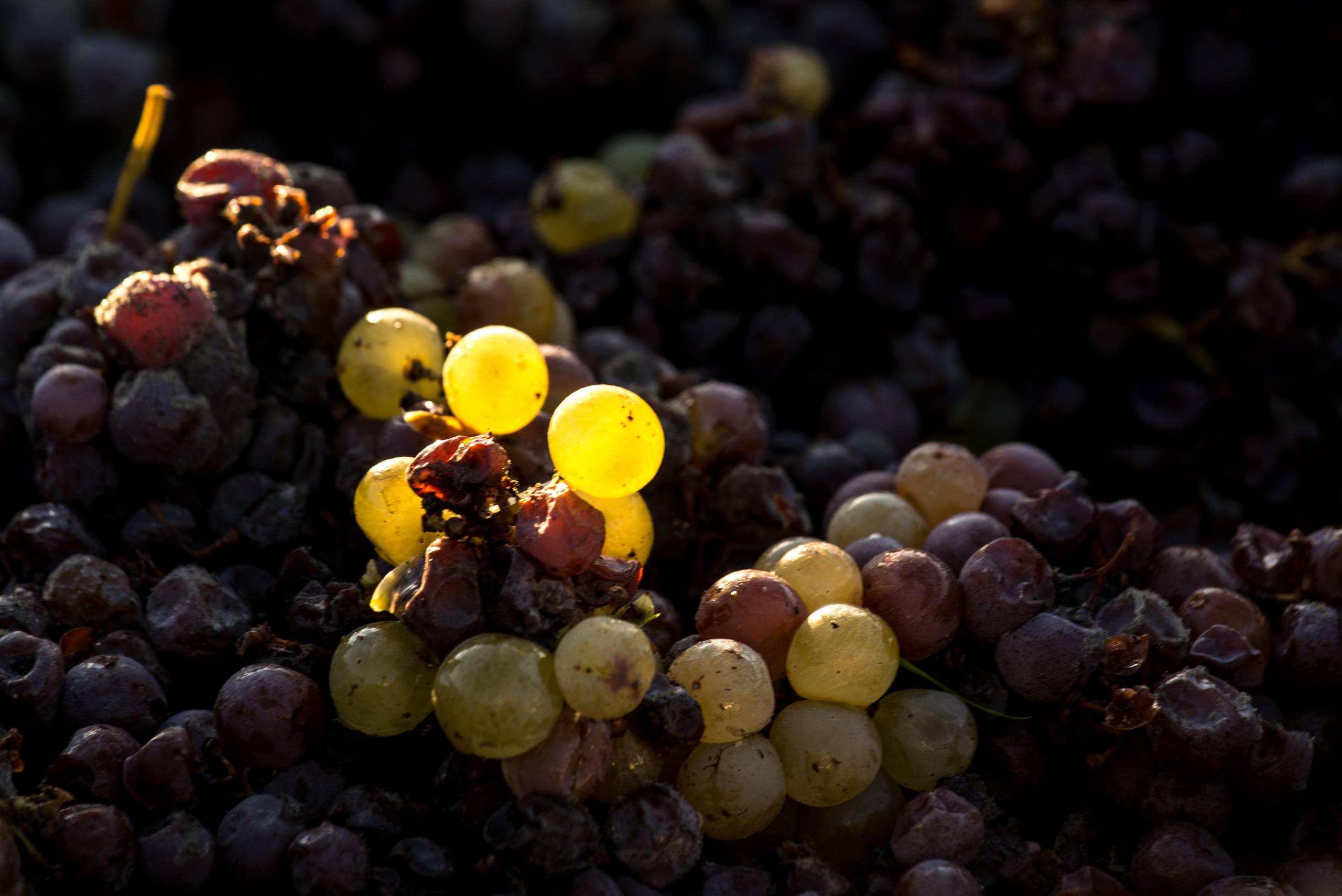The magic of Sauternes - Chateau d'Arche