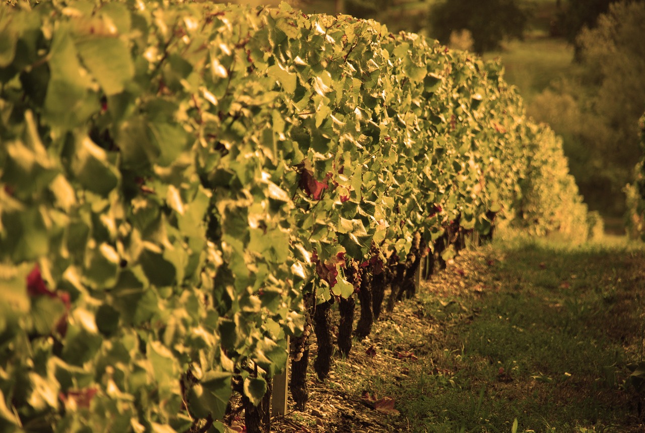 The magic of Sauternes - Chateau d'Arche