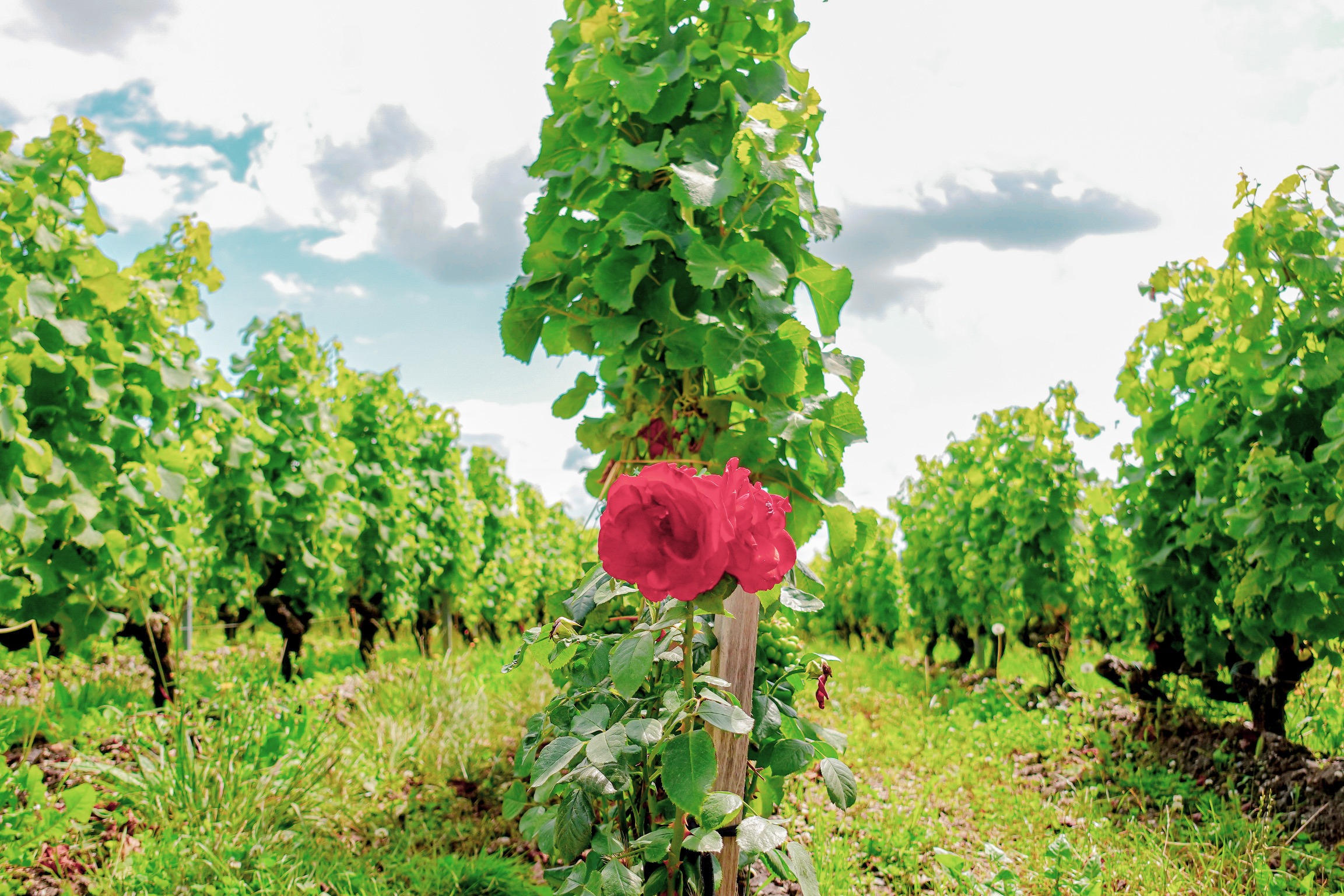 The magic of Sauternes - Chateau d'Arche