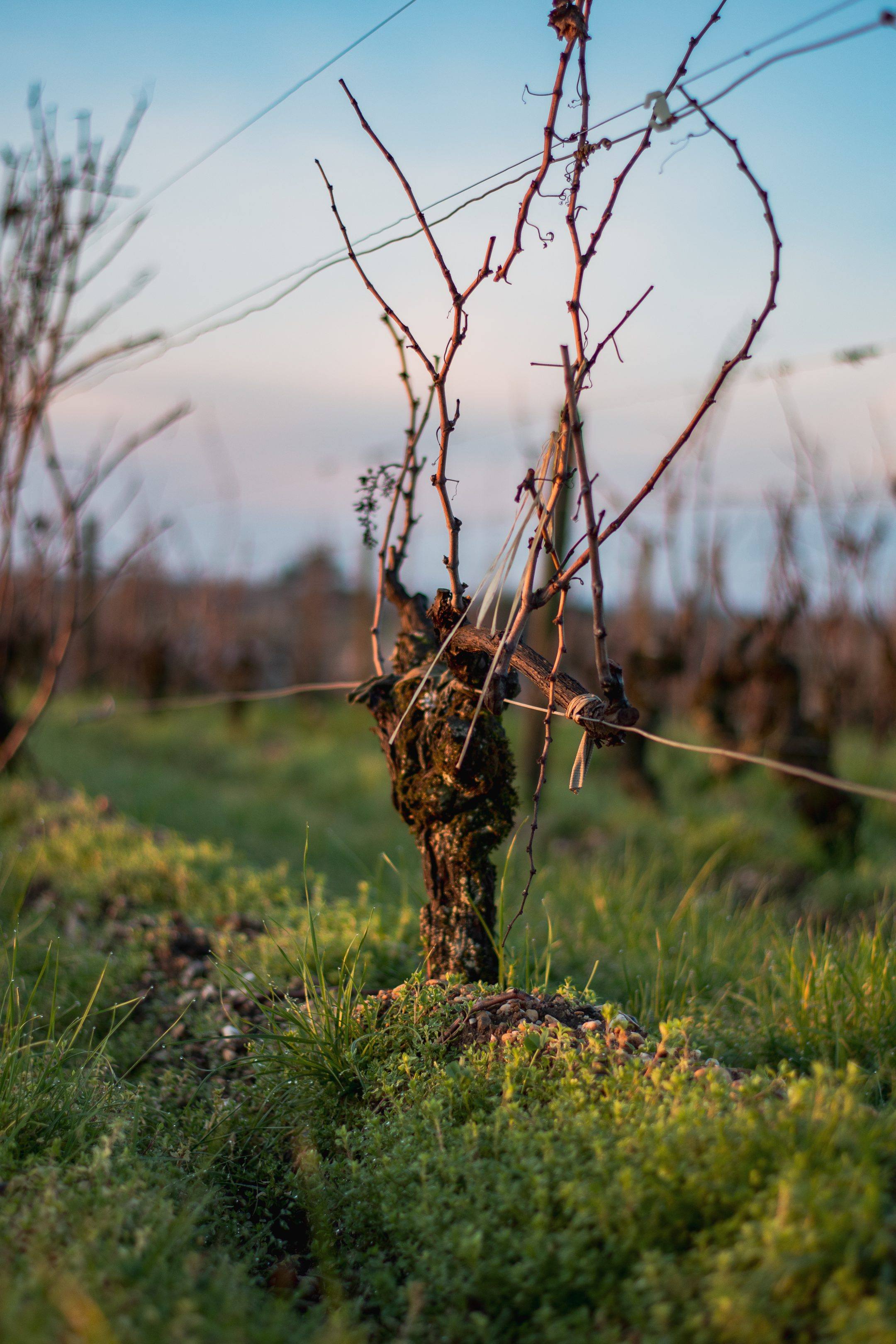 Un terroir d’exception depuis 1611 - Chateau d'Arche
