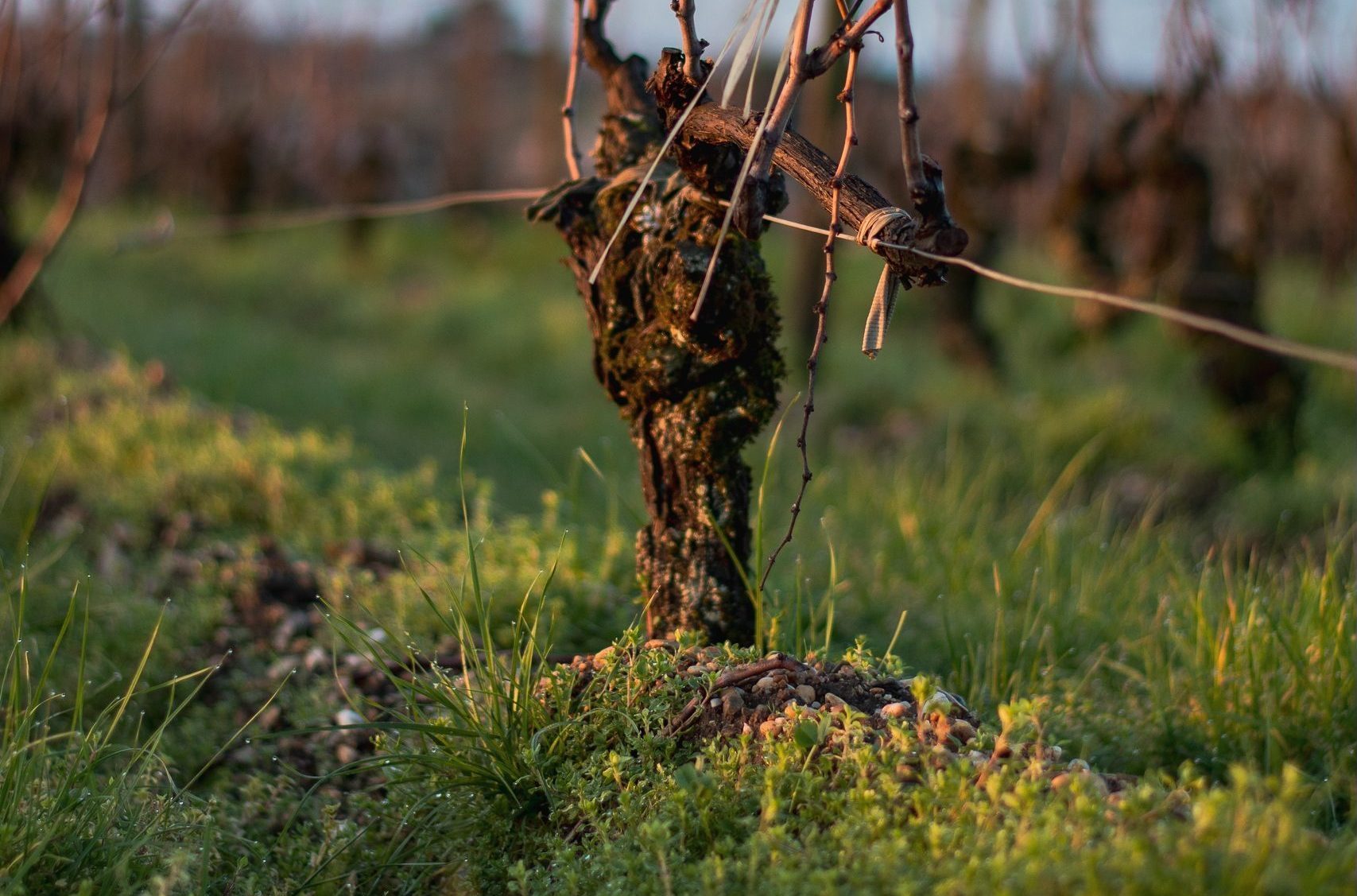 Un terroir d’exception depuis 1611 - Chateau d'Arche