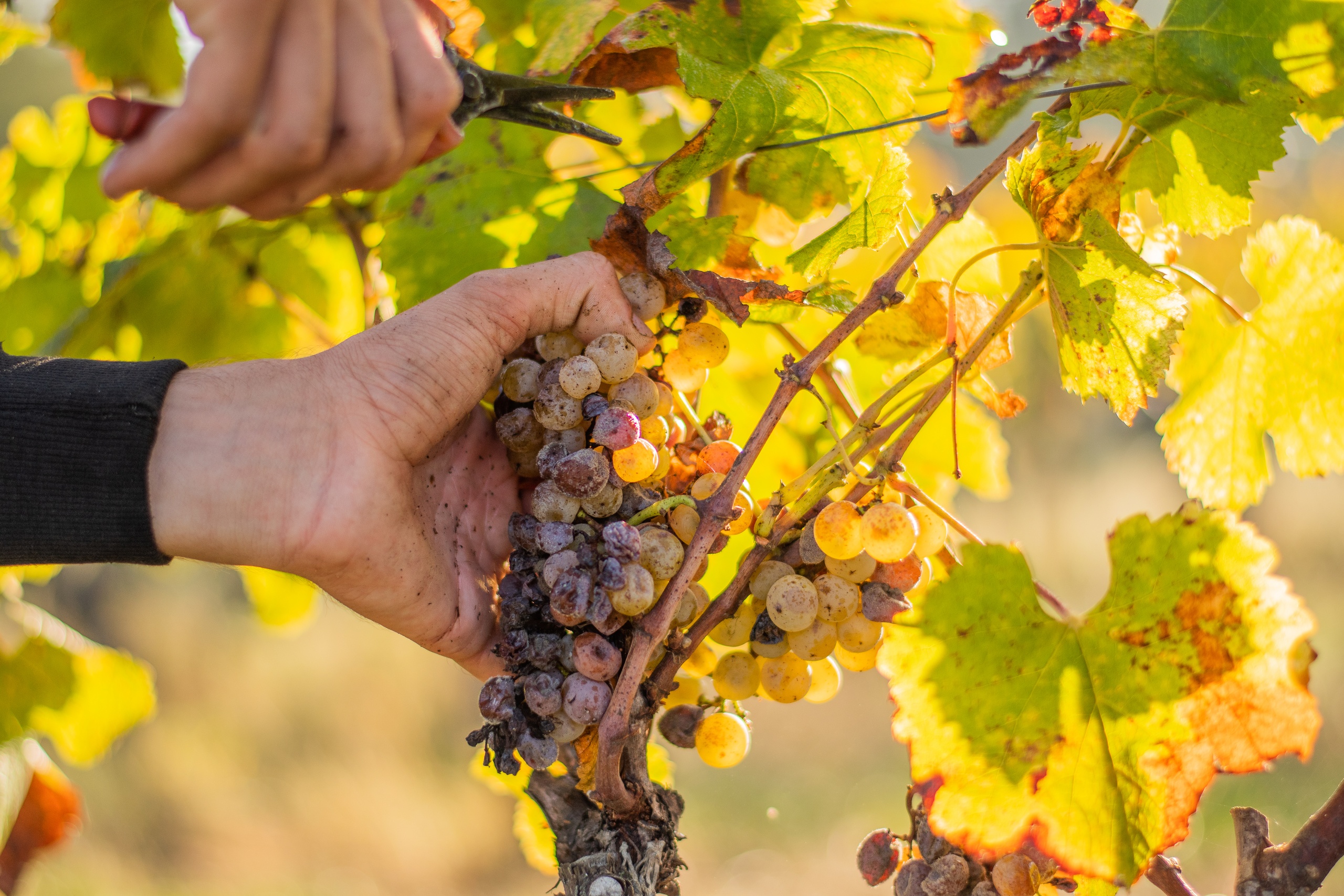 Le Repas des Vendanges - Chateau d'Arche